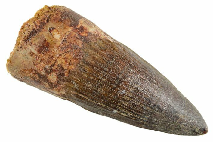 Fossil Spinosaurus Tooth - Gorgeous Tooth! #347158